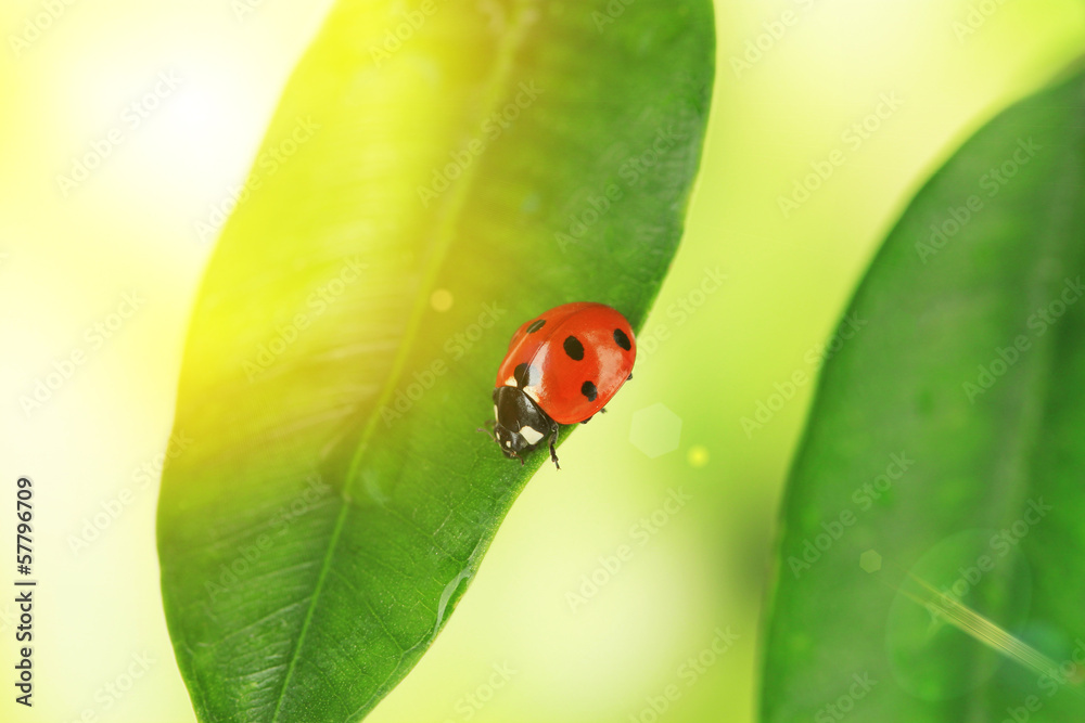 Fototapeta premium Beautiful ladybird on green plant
