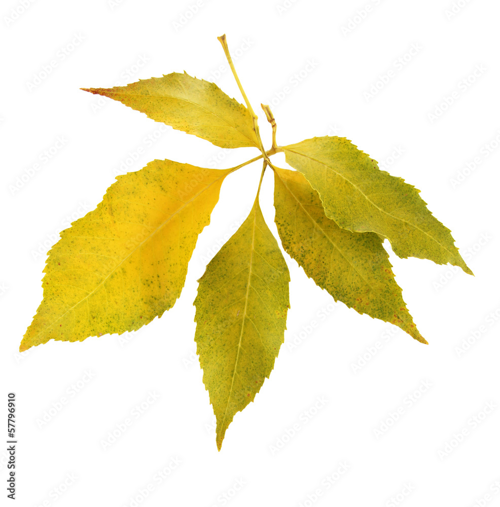 Beautiful autumn leaves isolated on white Beautiful autumn leaves isolated on white