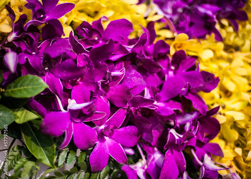 Flower in market