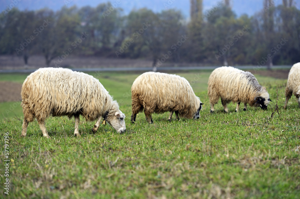 Fototapeta premium A herd of sheep on a mountain pasture