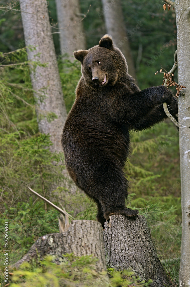 Brown bear