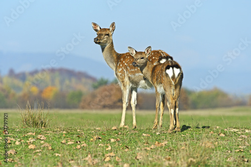 Spotted deer