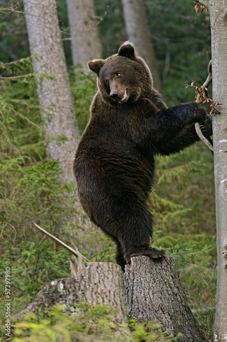 Obraz na płótnie Brown bear w salonie