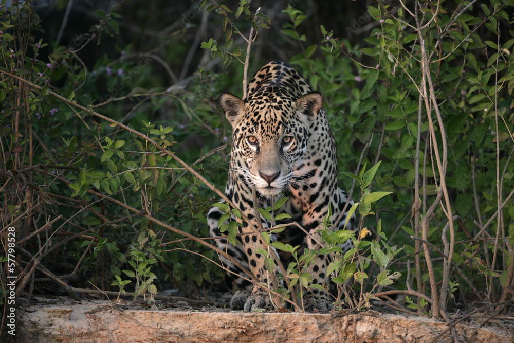 Jaguar, Panthera onca Jaguar, Panthera onca