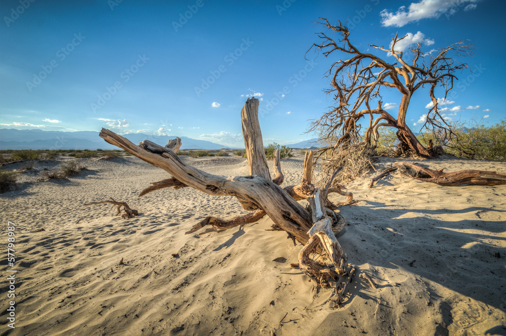 Death Valley dunes wood