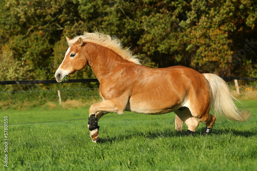 Haflinger tobt auf Wiese