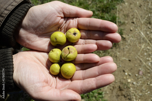 Wild pears