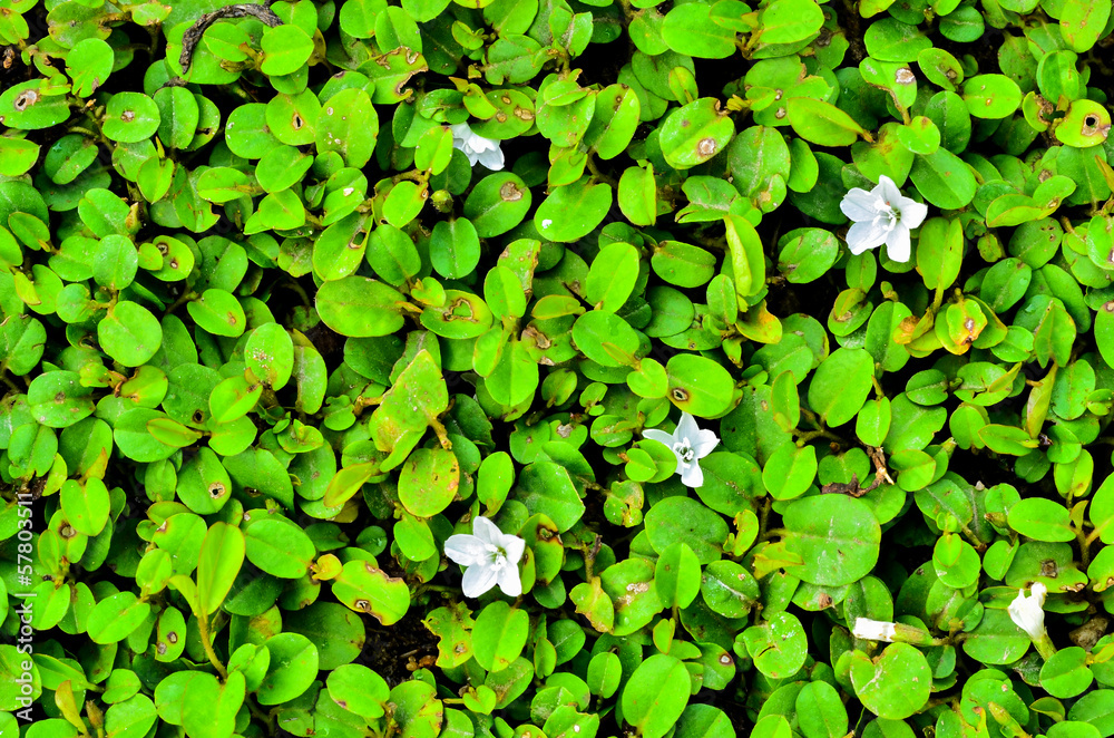 green leaf background green leaf background