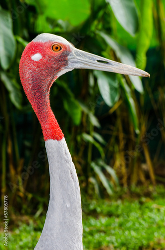 Close up of Sarus Crane or Grus Antigone photo