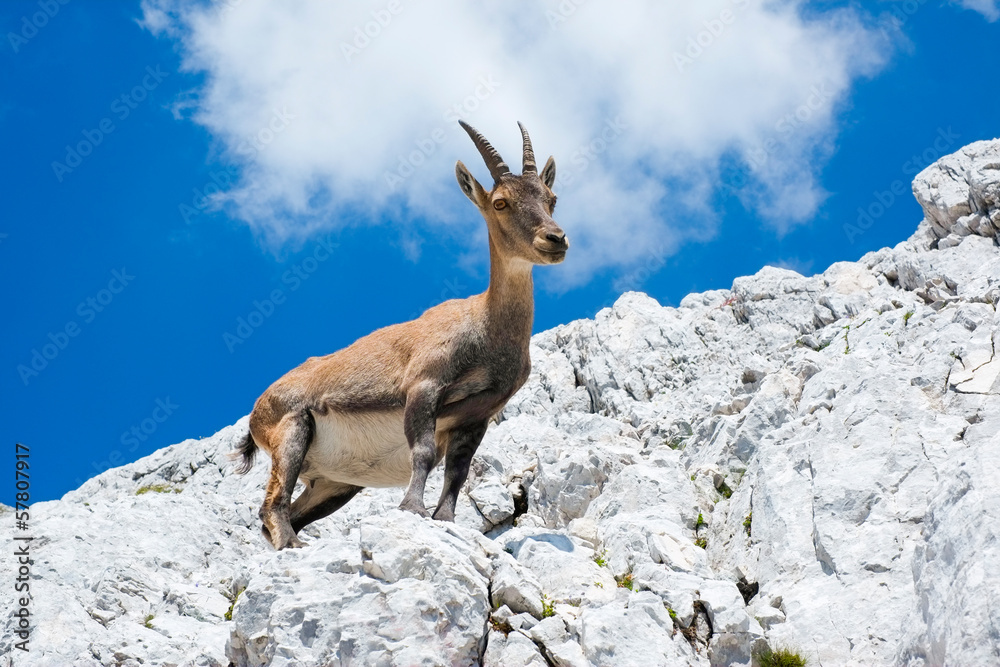 Alpine ibex Alpine ibex
