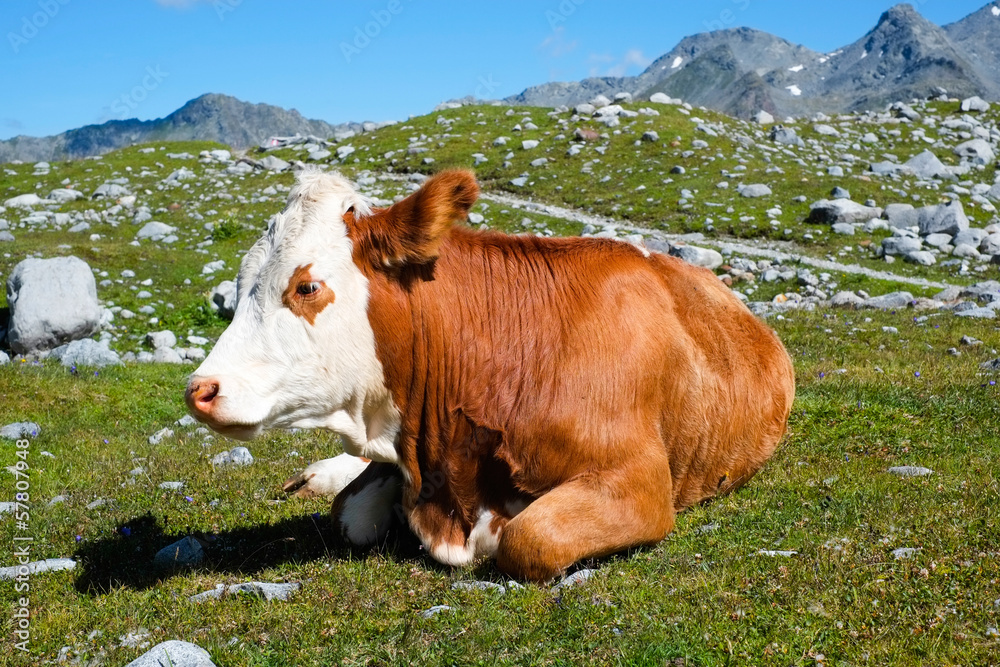 Cow on a mountain meadow