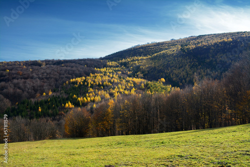 Autumn landscape with color tree