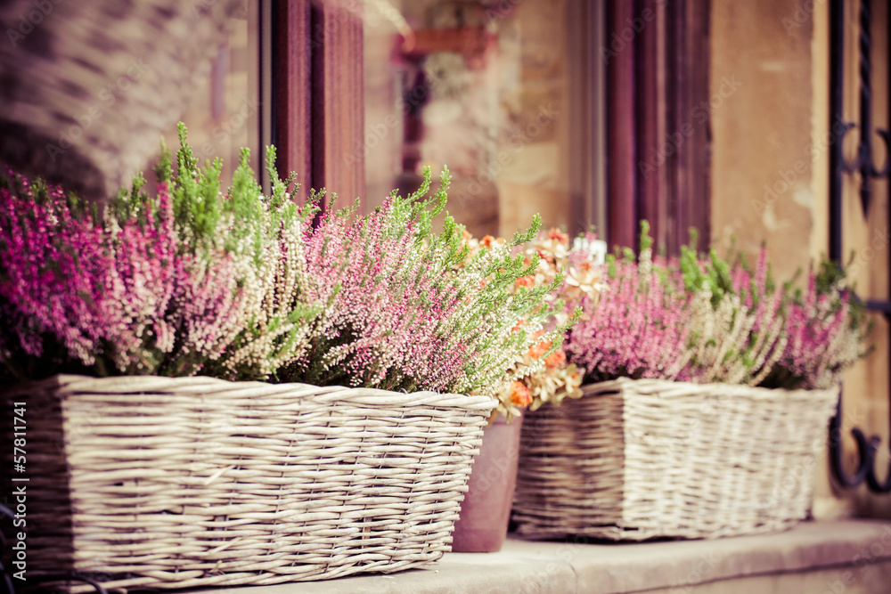 Naklejka premium Pink and purple heather in decorative flower pot