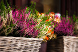 Pink and purple heather in decorative flower pot