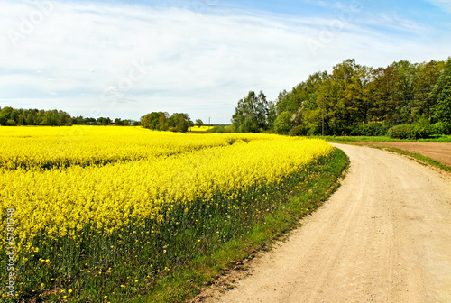 Landscape with canola field.