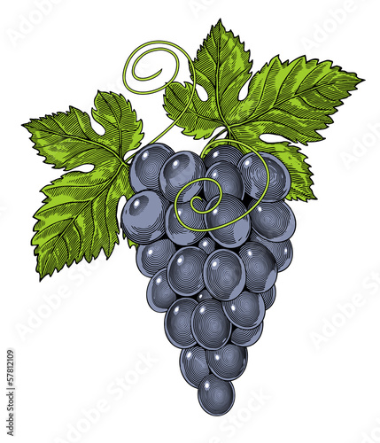 Red wine grapes in vintage engraved style