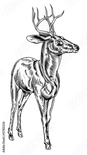 Vintage style woodcut stag ...