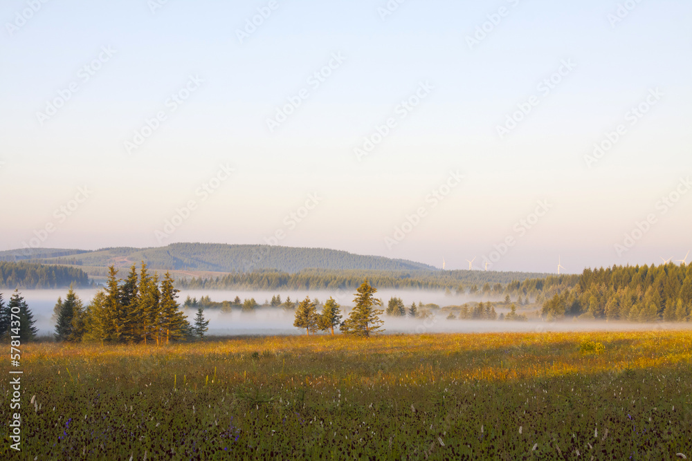 grassland and woods in fog in the morning
