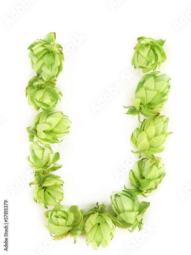 Hop flowers laid in form of letter U.
