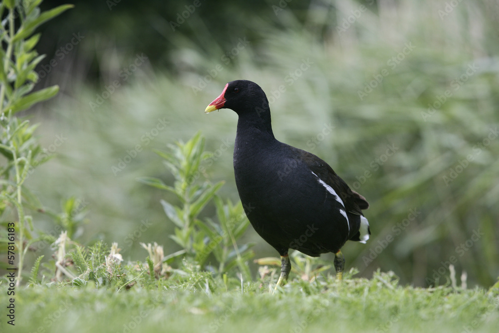 Moorhen, Gallinula chloropus Moorhen, Gallinula chloropus