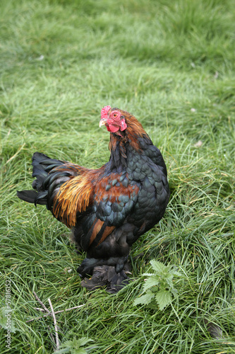 Minature gold brahma photo