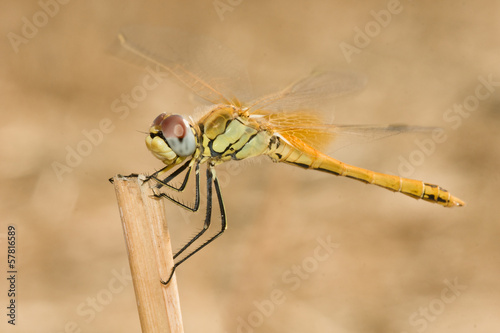 yellow dragonfly on a stick photo