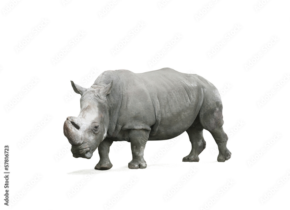 Rhinoceros Rhinoceros