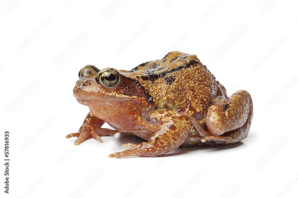 Single brown frog Single brown frog