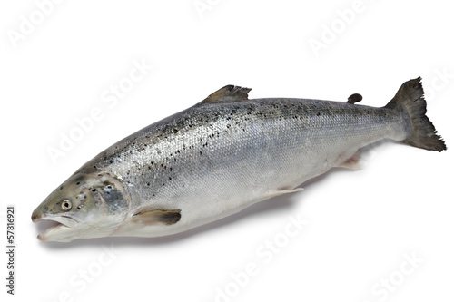 Photography Fresh salmon fish