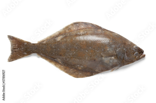 Slika na platnu Fresh halibut fish