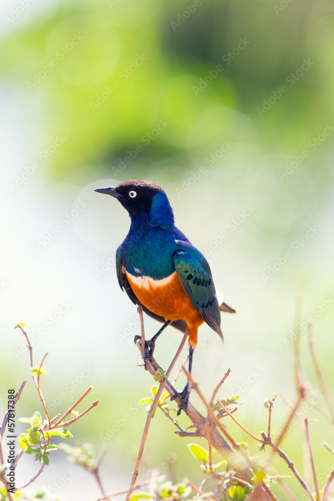 Superb Starling bird in Tanzania