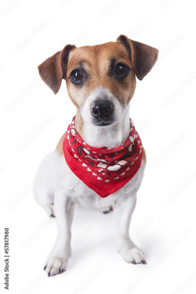 Cute dog in red bandana