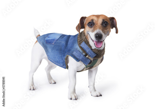 Obraz na płótnie little dog at  the fashion denim coats