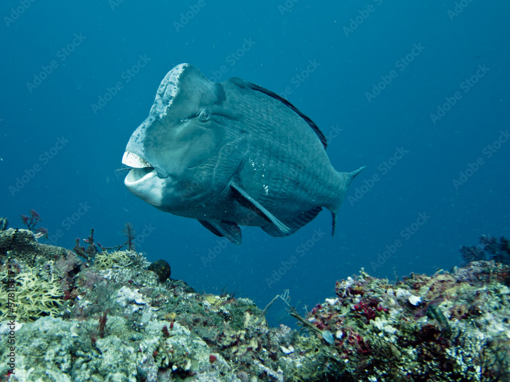 Fototapeta premium Green Humphead Parrotfish, Tulamben, Bali