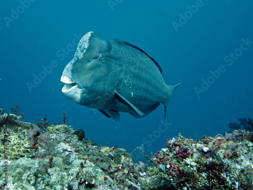 Green Humphead Parrotfish, Tulamben, Bali