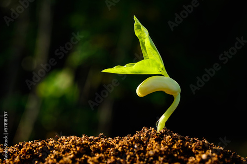 Green sprout growing from seed