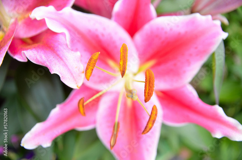 rosa Lilien Blüte