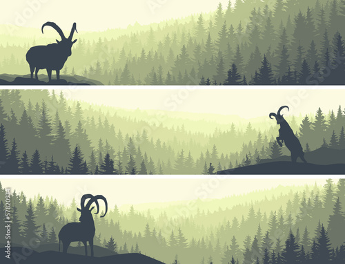 Horizontal banners of hills coniferous wood.