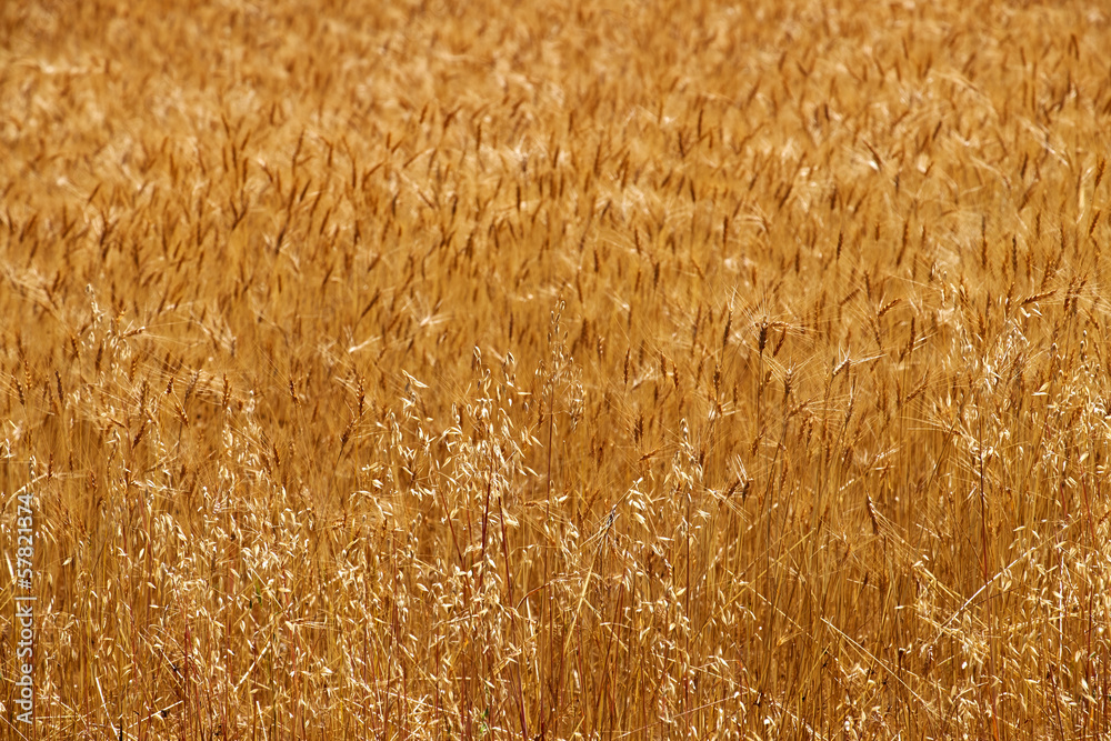 Fototapeta premium Wheat Crop
