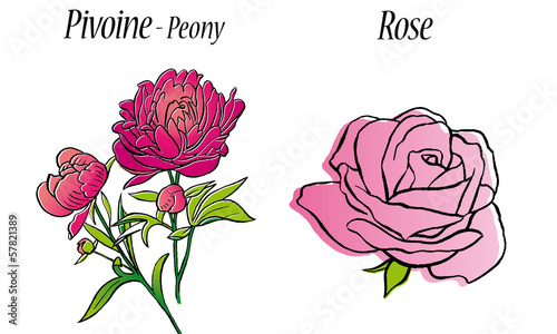 Pivoine et Rose
