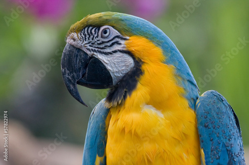 Ara - papuga