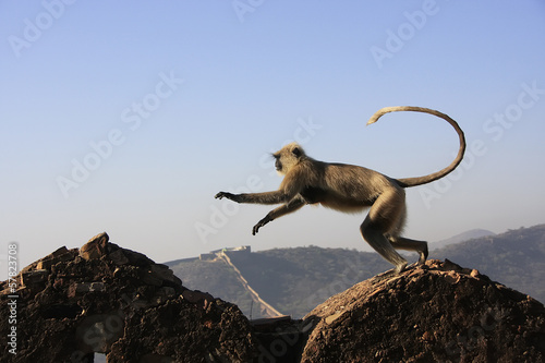 Gray langur playing at Taragarh fort, Bundi, India