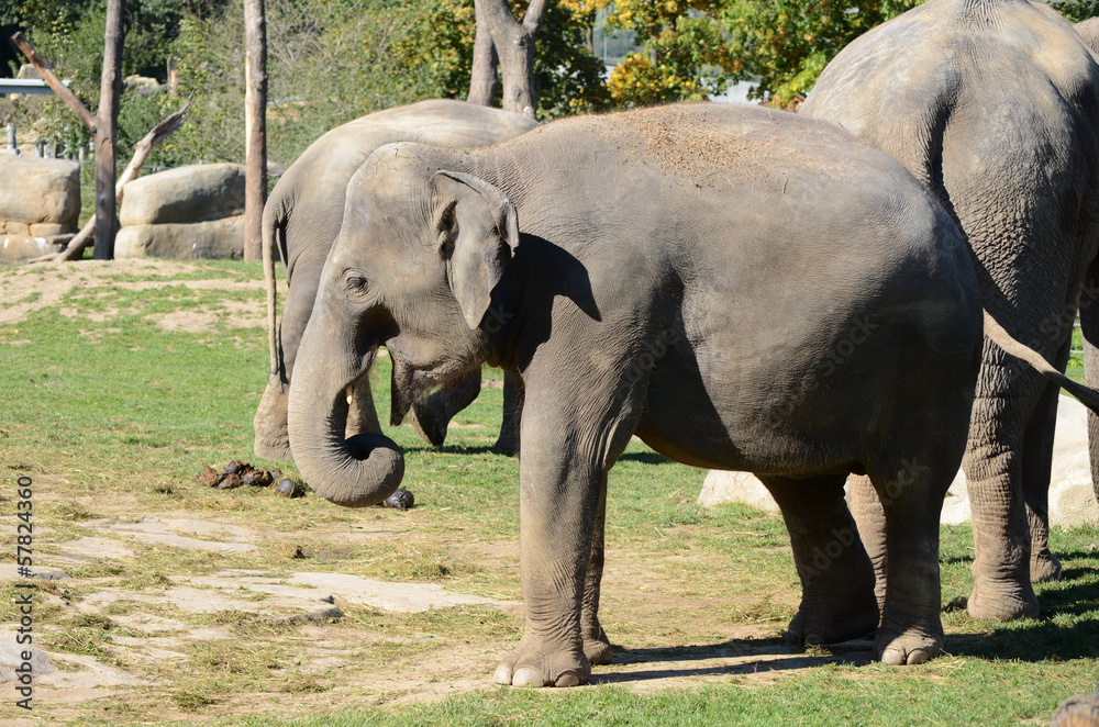 Fototapeta premium elephants