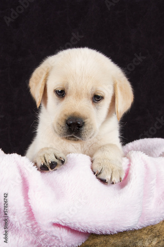 Beautiful labrador puppy lying in box with pink towe