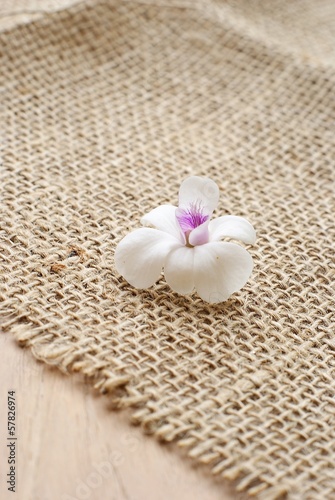 burlap  sackcloth textured background with orchid