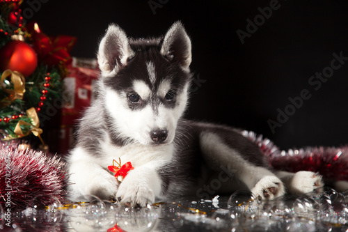 cute husky puppy