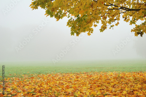 Tree branch with yellow trees in fog