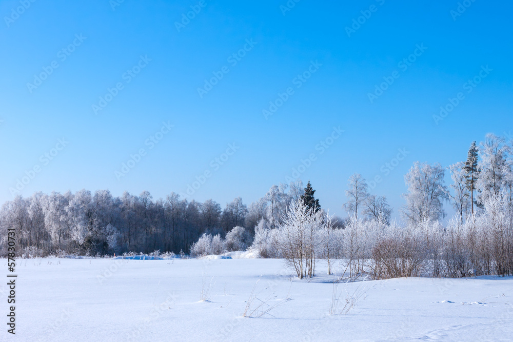 Christmas morning. Snowy winter forest Christmas morning. Snowy winter forest