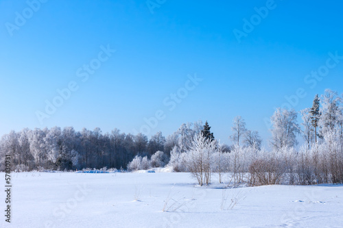 Christmas morning. Snowy winter forest © romantsubin