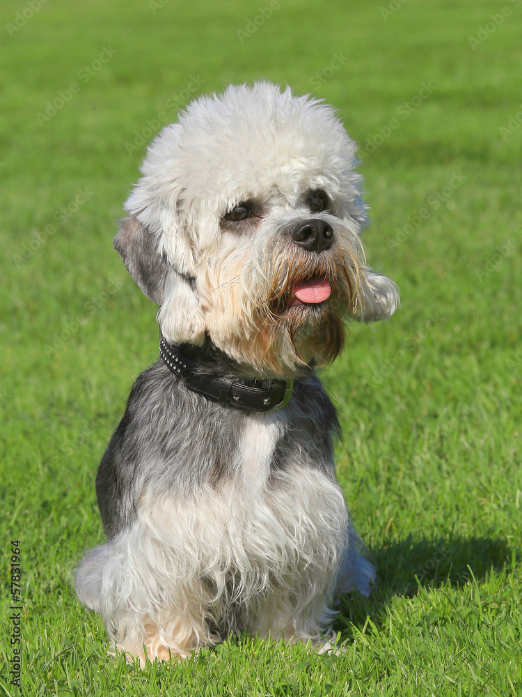 Dandie Dinmont Terrier on a green grass lawn Dandie Dinmont Terrier on a green grass lawn